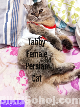 Persian tabby female cat